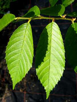 Image of Ulmus mexicana (Liebm.) Planch.