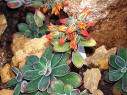 Image of Echeveria pulvinata Rose