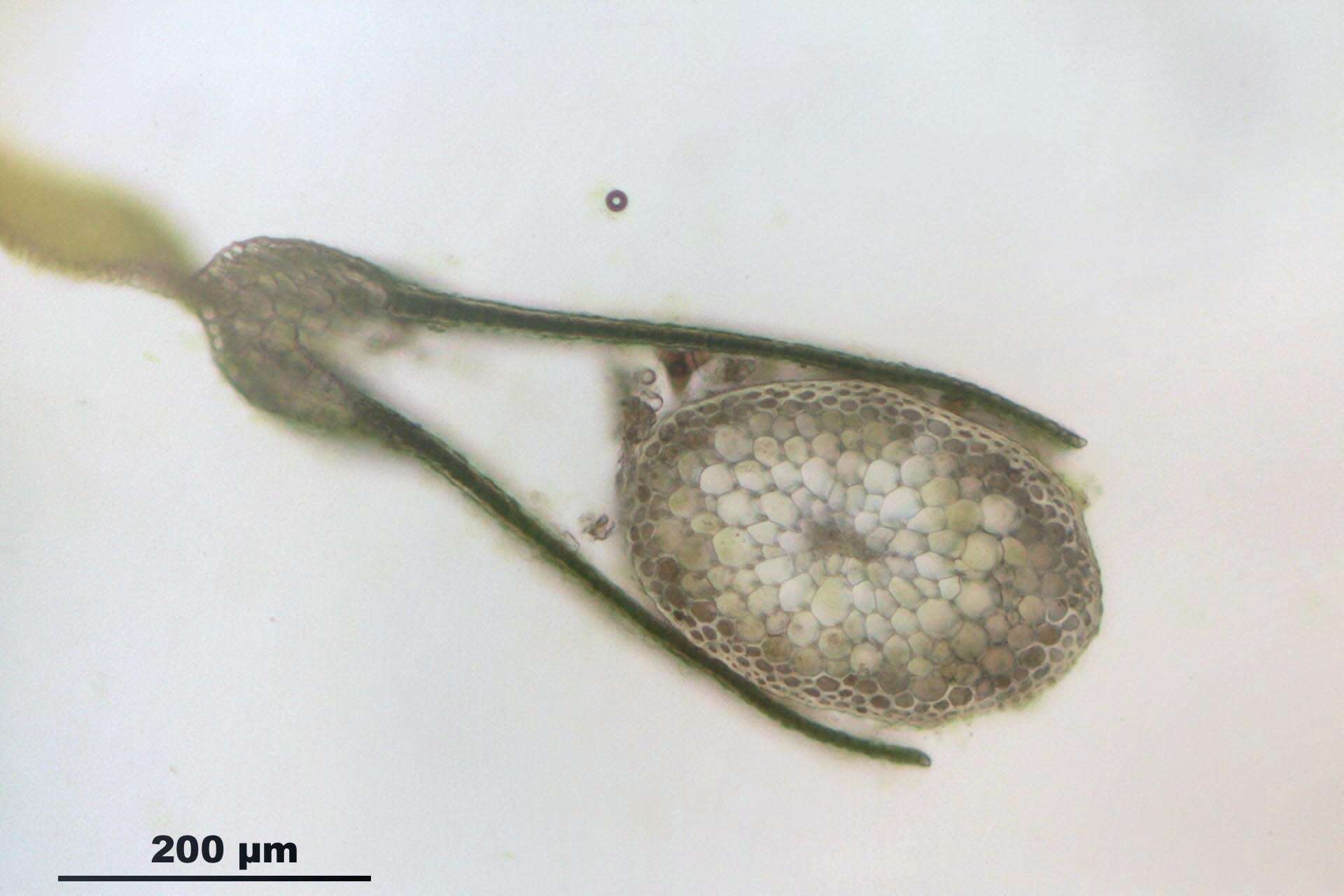 Image of fissidens moss