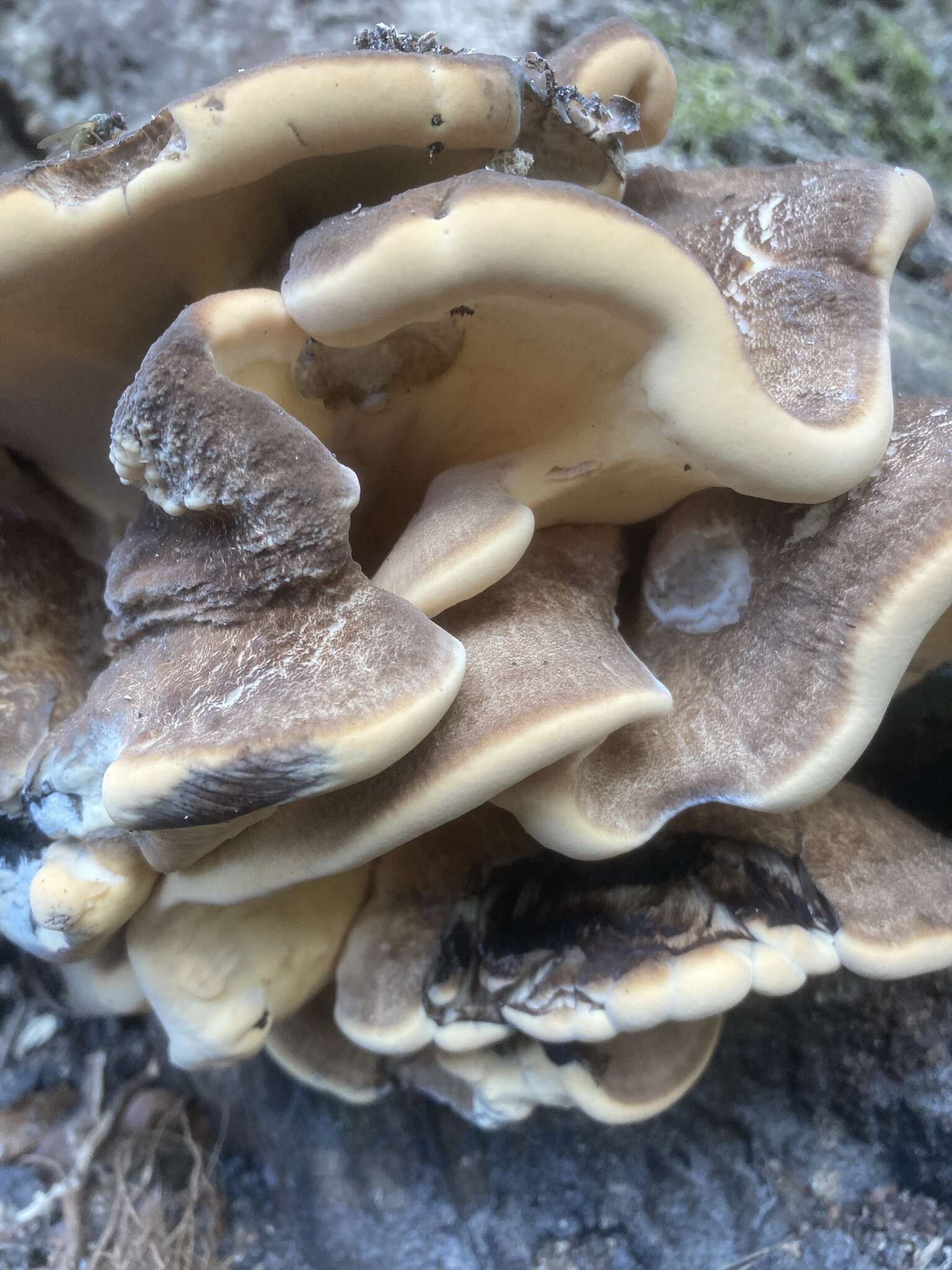 Image de Polypore géant