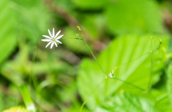 Imagem de Stellaria graminea L.