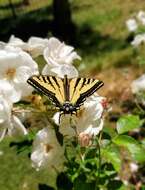 صورة Papilio rutulus Lucas 1852