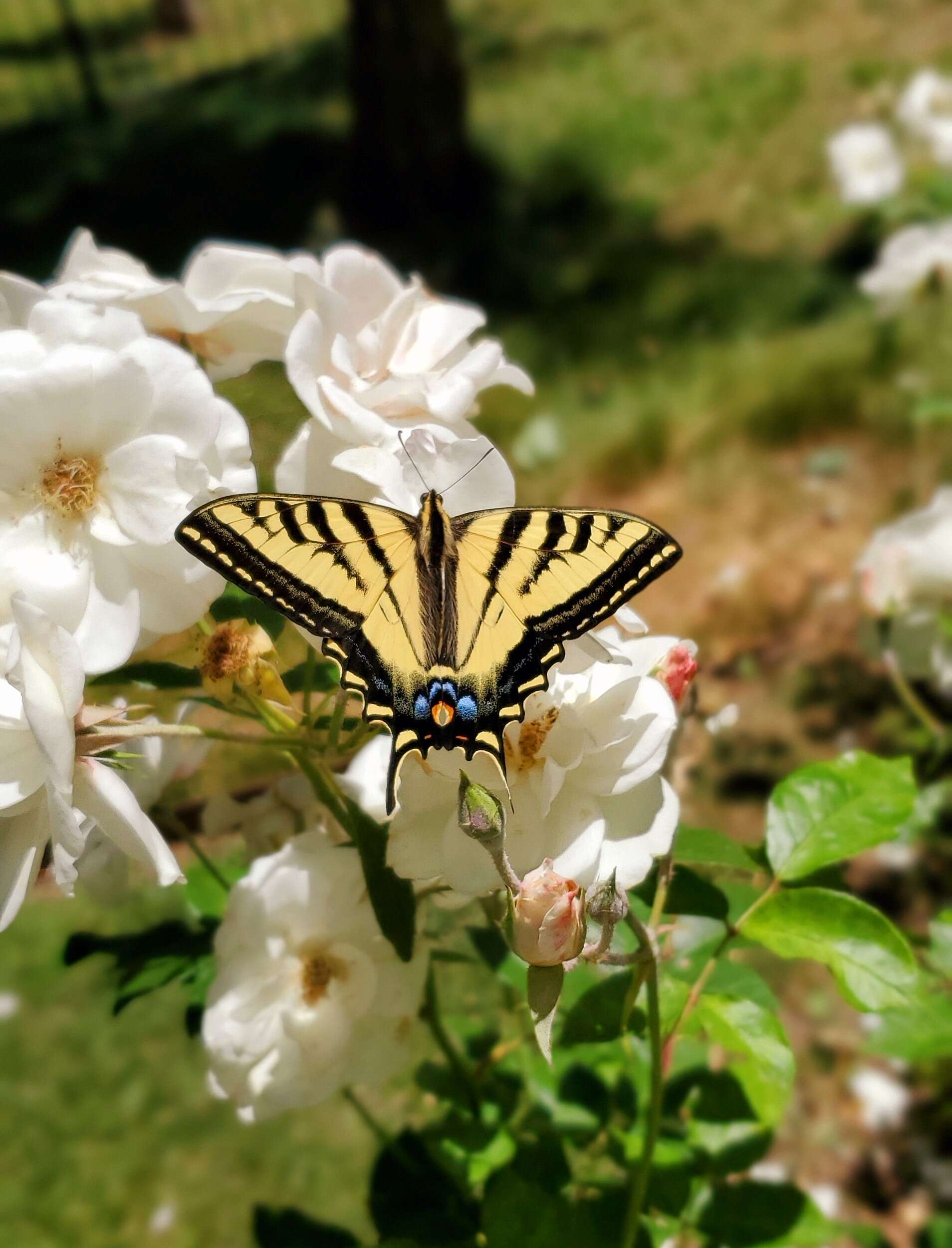 صورة Papilio rutulus Lucas 1852