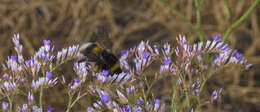 Image of Mediterranean sea lavender