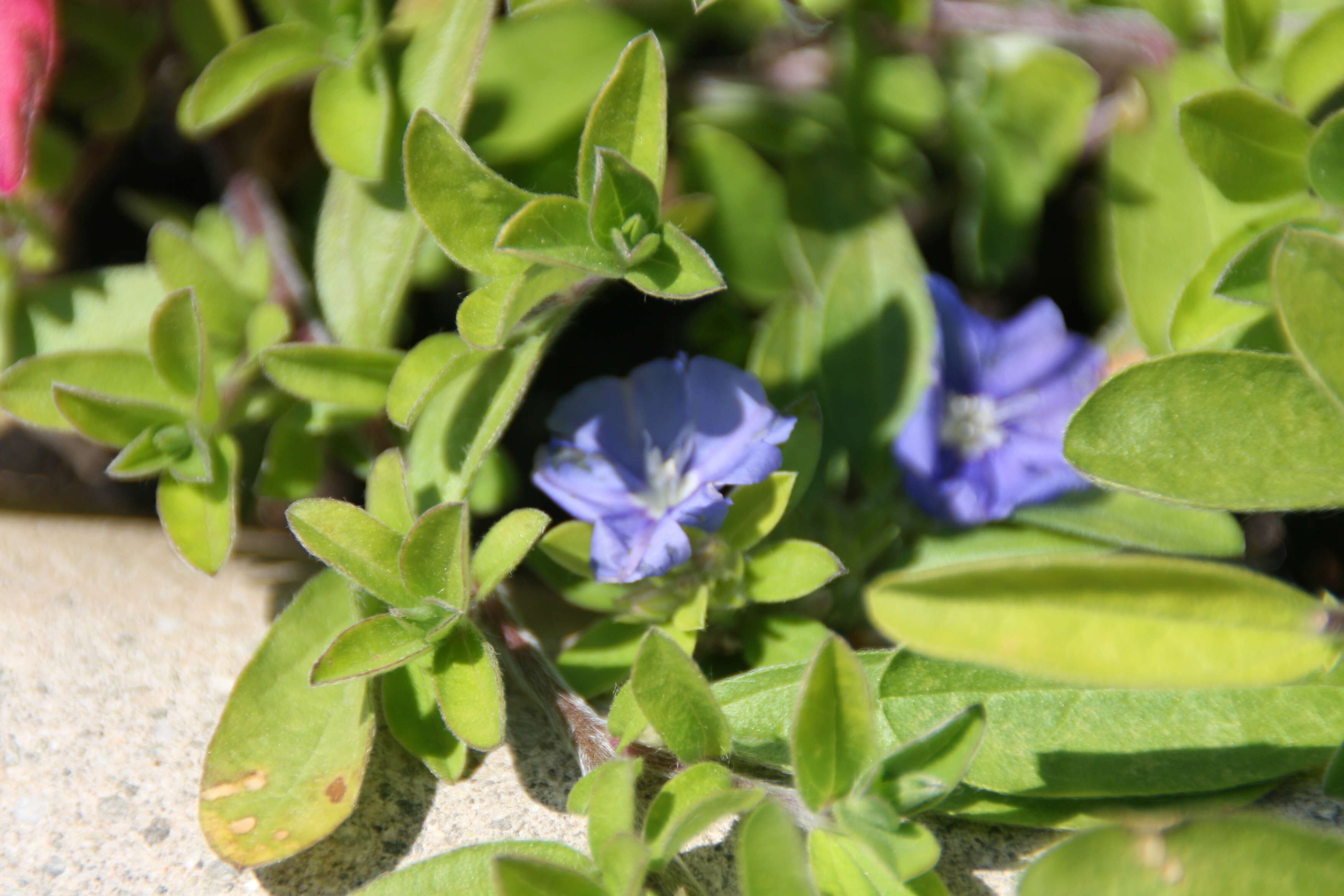 Image of Brazilian dwarf morning-glory