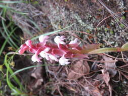 Image of Satyrium nepalense D. Don