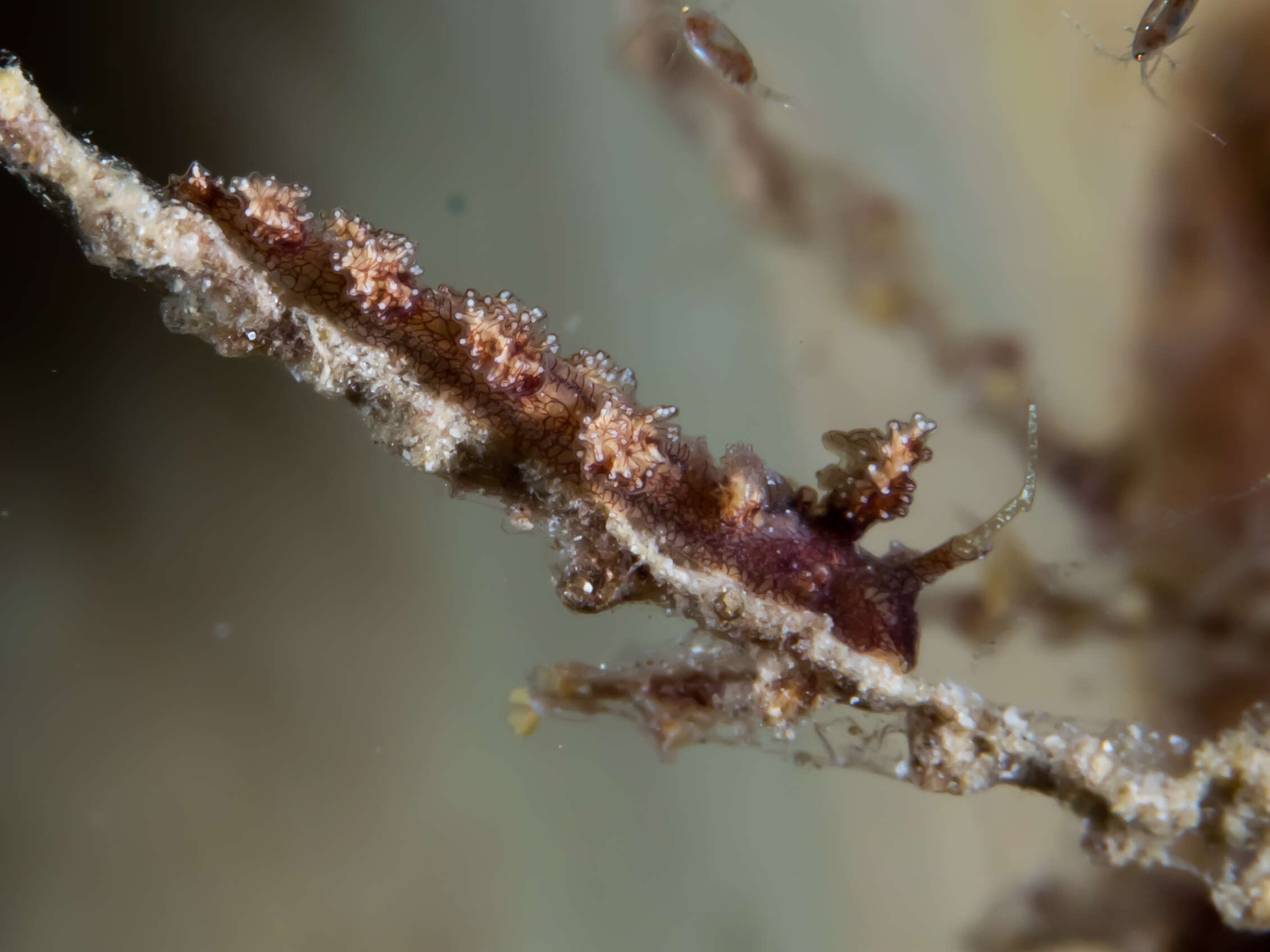 Image de Kabeiro rubroreticulata Shipman & Gosliner 2015