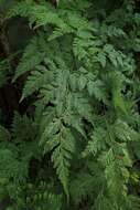 Image of Lacy hare’s-foot fern