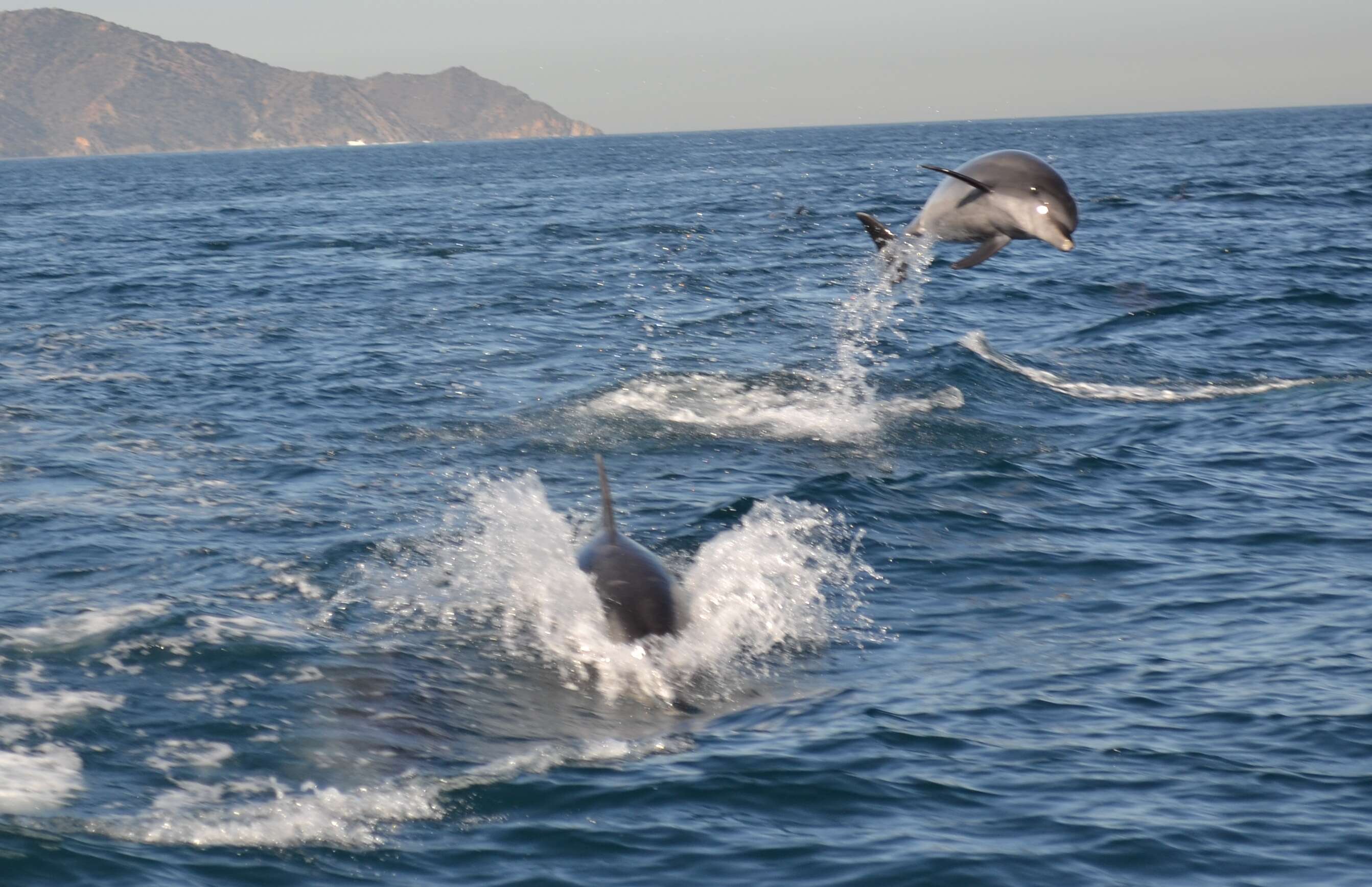 Image of Bottlenose Dolphin