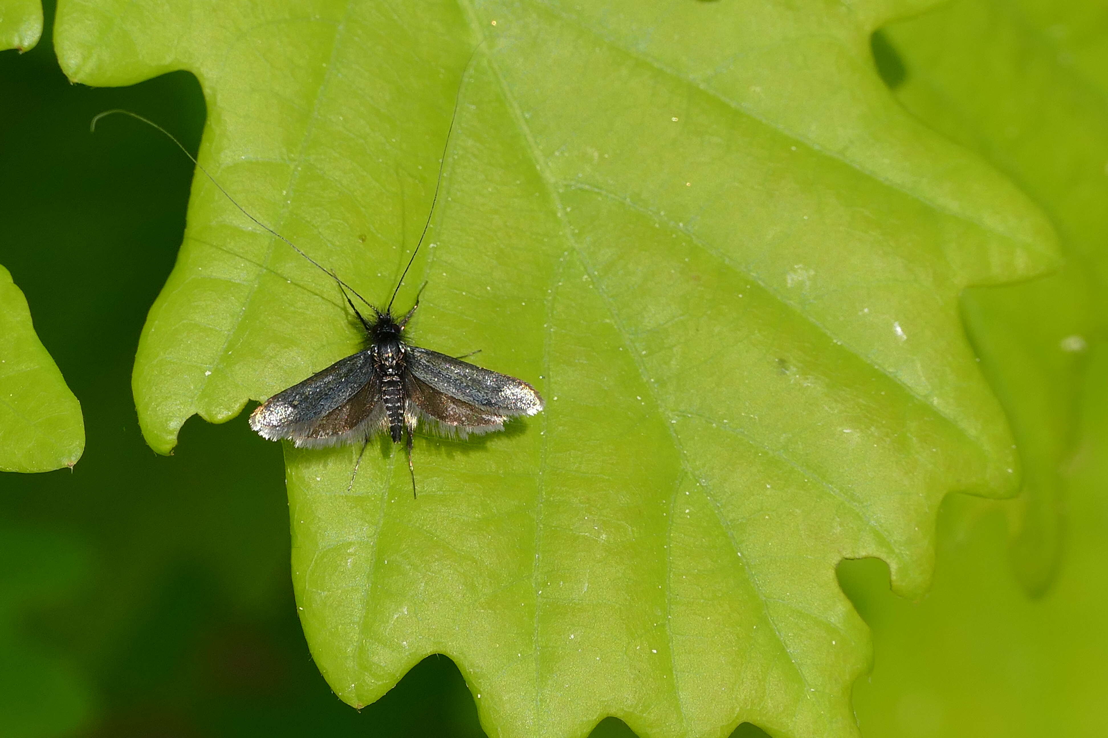 Image of Adela reaumurella