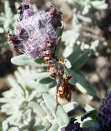 Image of Nomada ruficornis (Linnaeus 1758)