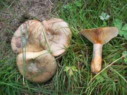 Image of Lactarius quieticolor Romagn. 1958