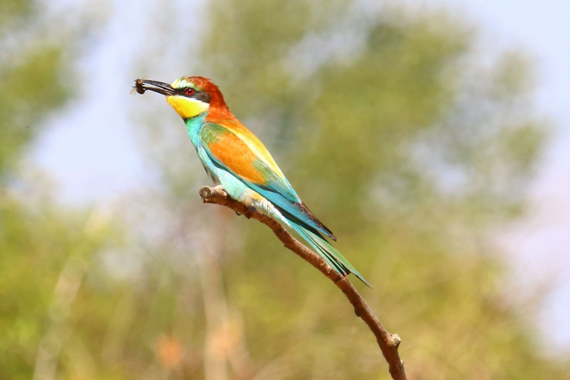 Image of bee-eater, european bee-eater