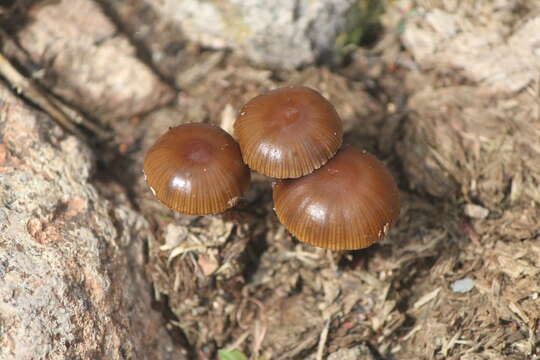 Imagem de Deconica coprophila (Bull.) P. Karst. 1879