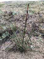 Image of Southern Giant Horsetail