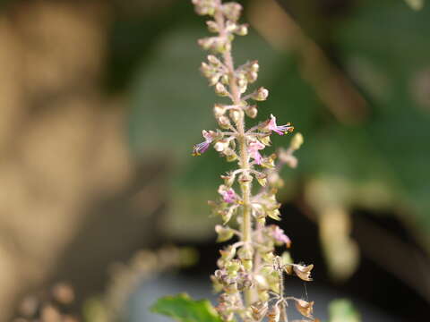 Image of holy basil