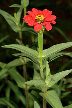 Image of Peruvian zinnia