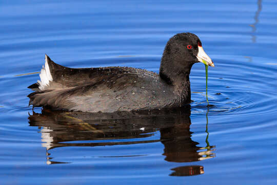 Image of Fulica Linnaeus 1758