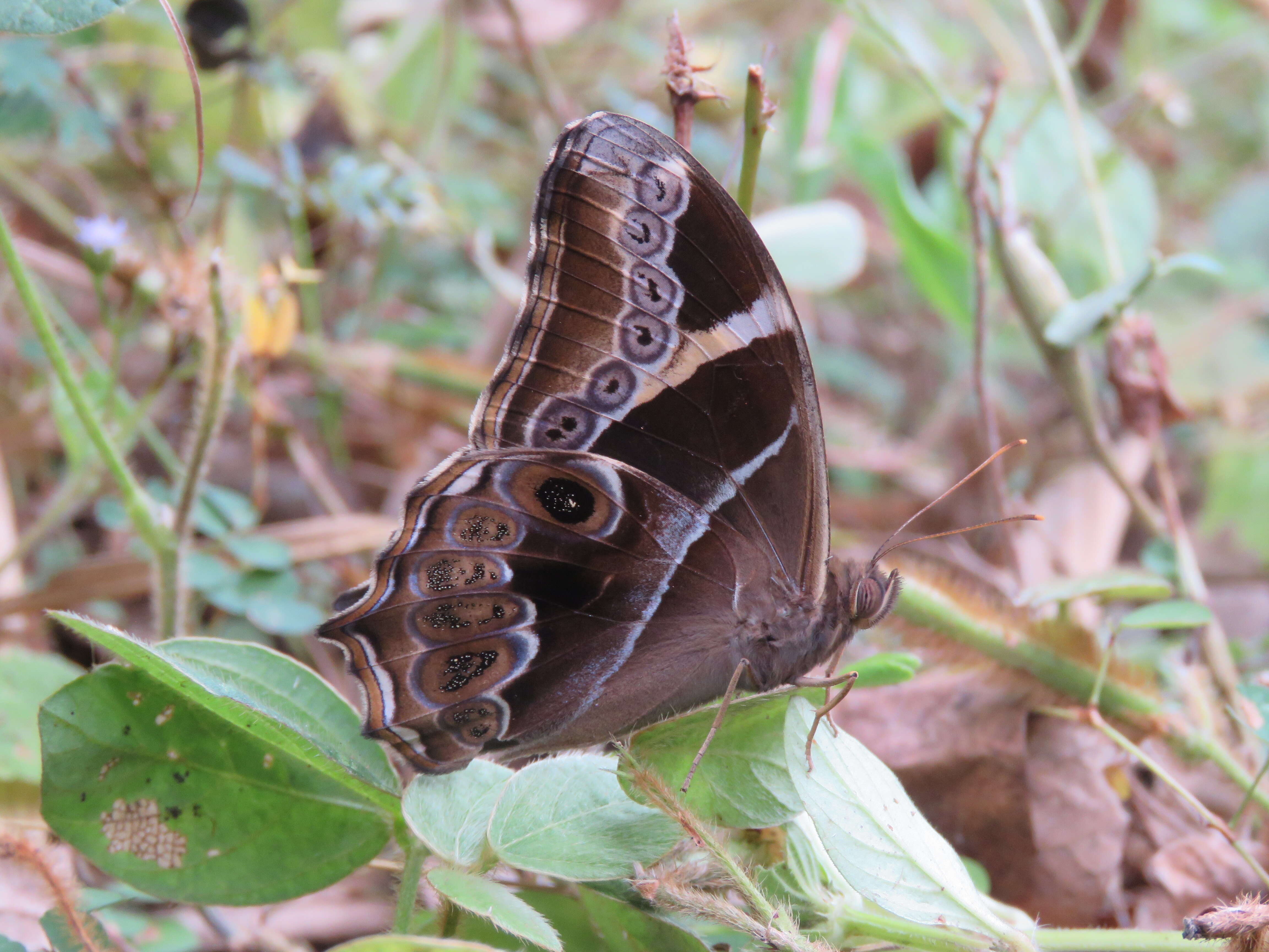 Image of Bamboo Tree Brown