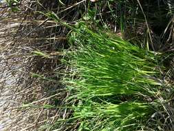 Image of Tufted Sedge