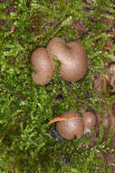 Image of Lycogala epidendrum