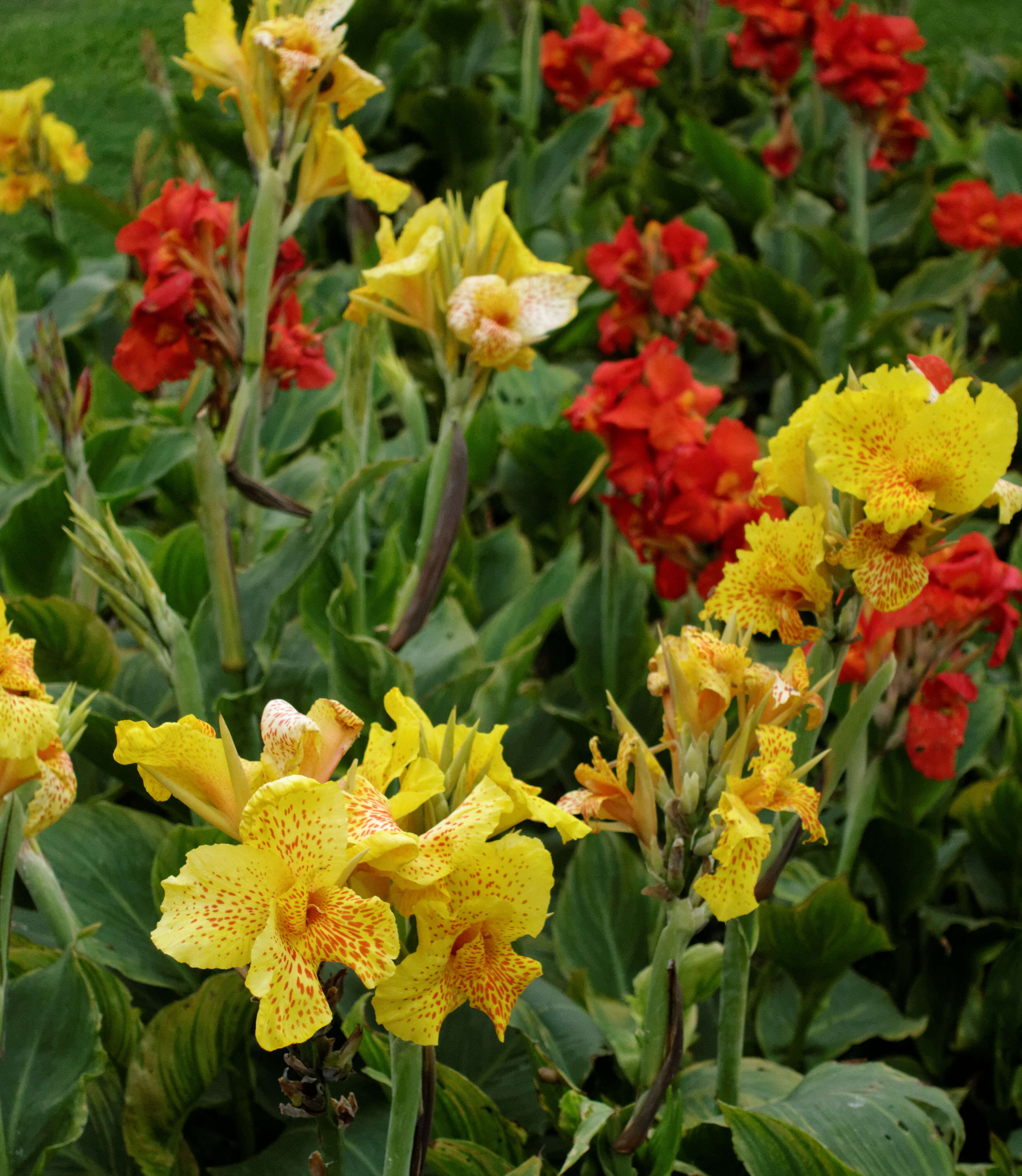 Image of canna lilies