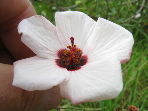 Image of spearleaf swampmallow