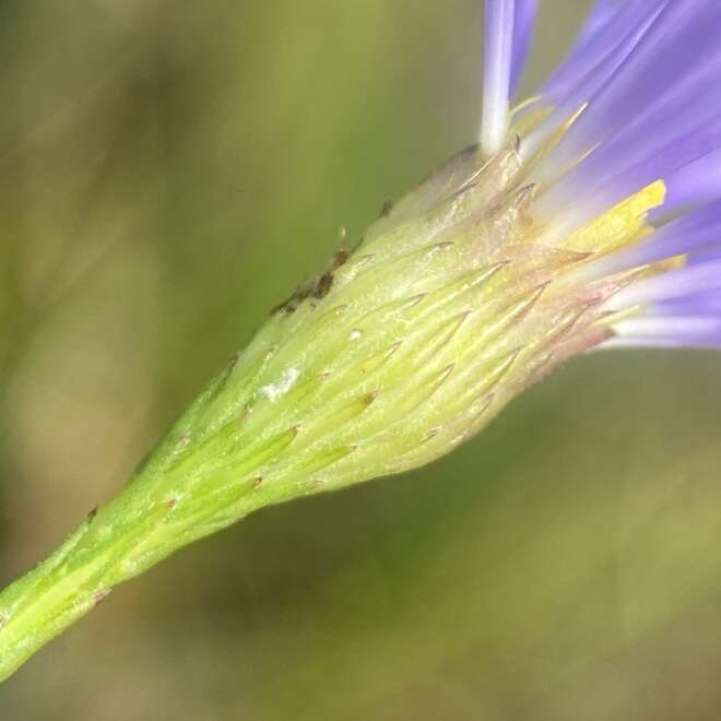 Image of Savannah American-Aster