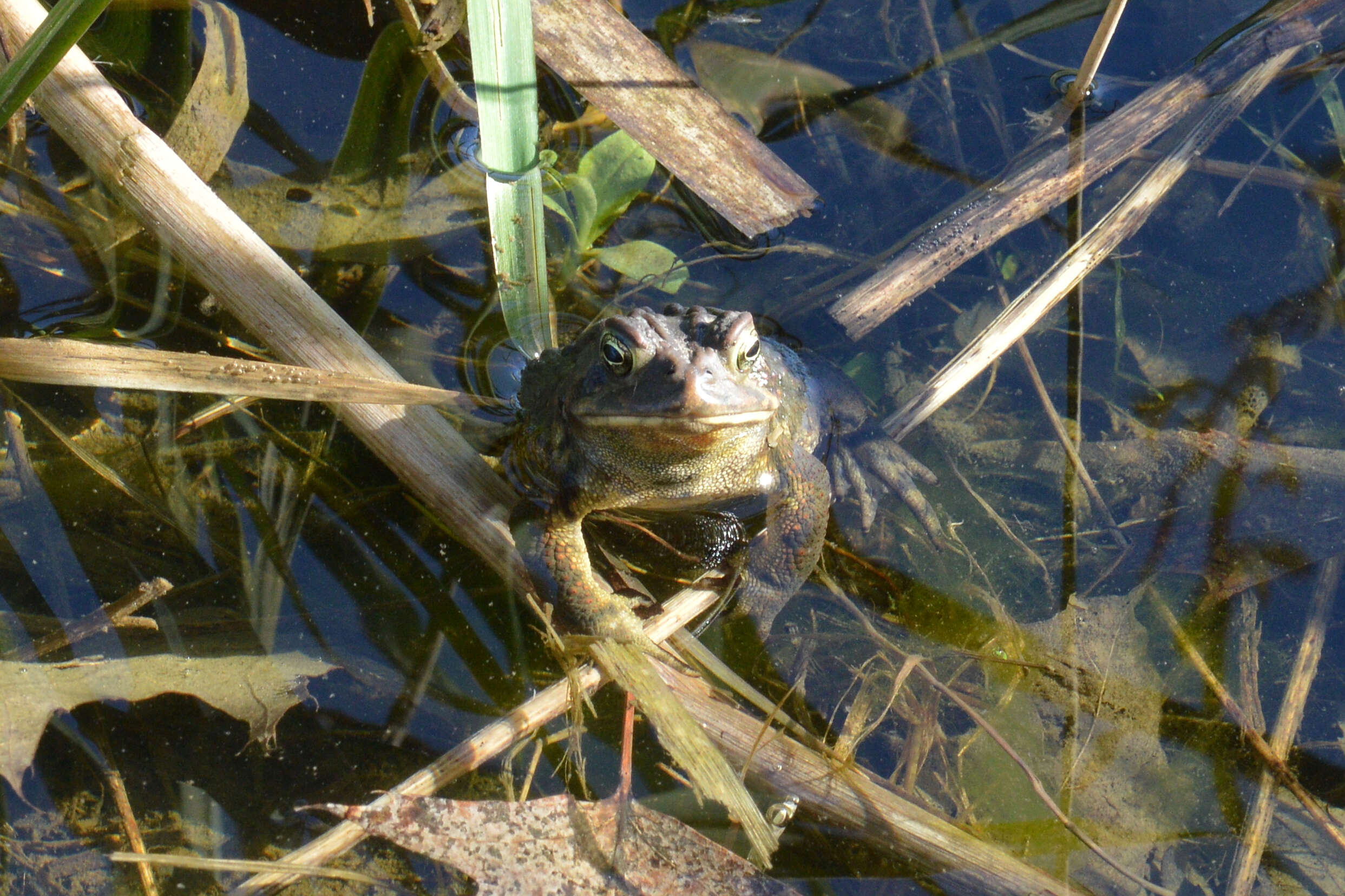 Image de Anaxyrus americanus (Holbrook 1836)