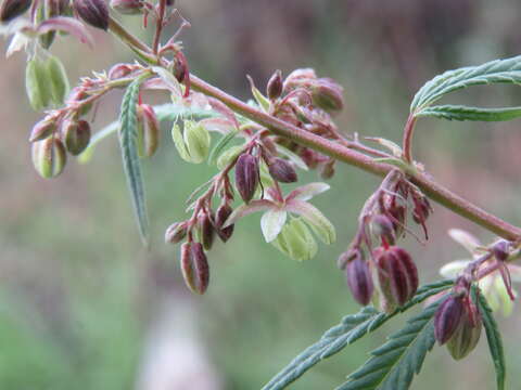 Image of marijuana