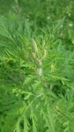 Image of annual ragweed