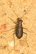 Image of Backroad tiger beetle