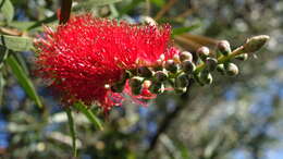 صورة Callistemon citrinus (Curtis) Skeels