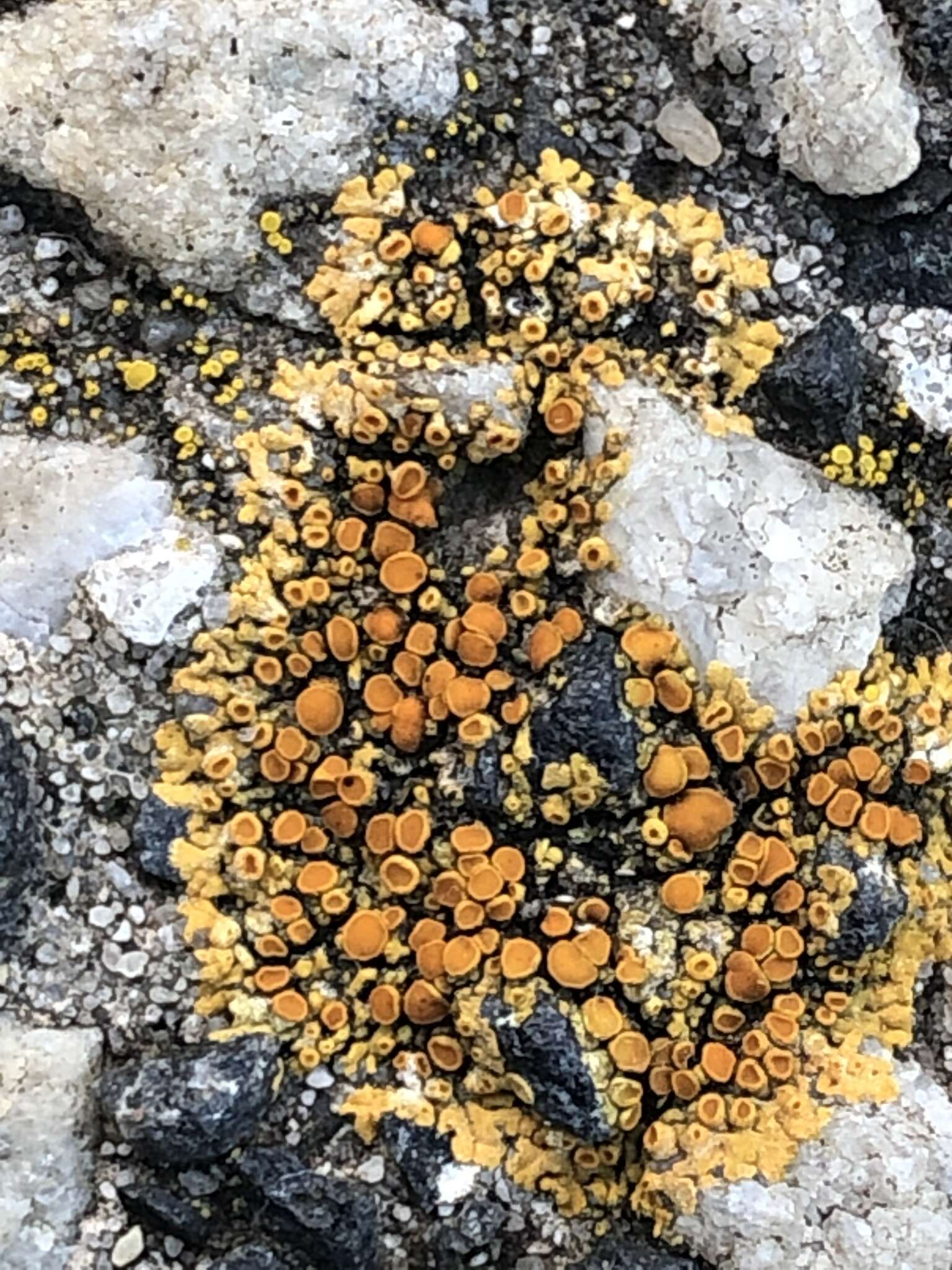 Image of orange lichen