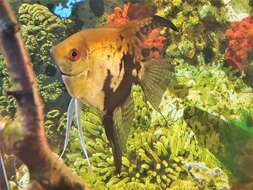 Image of freshwater angelfish