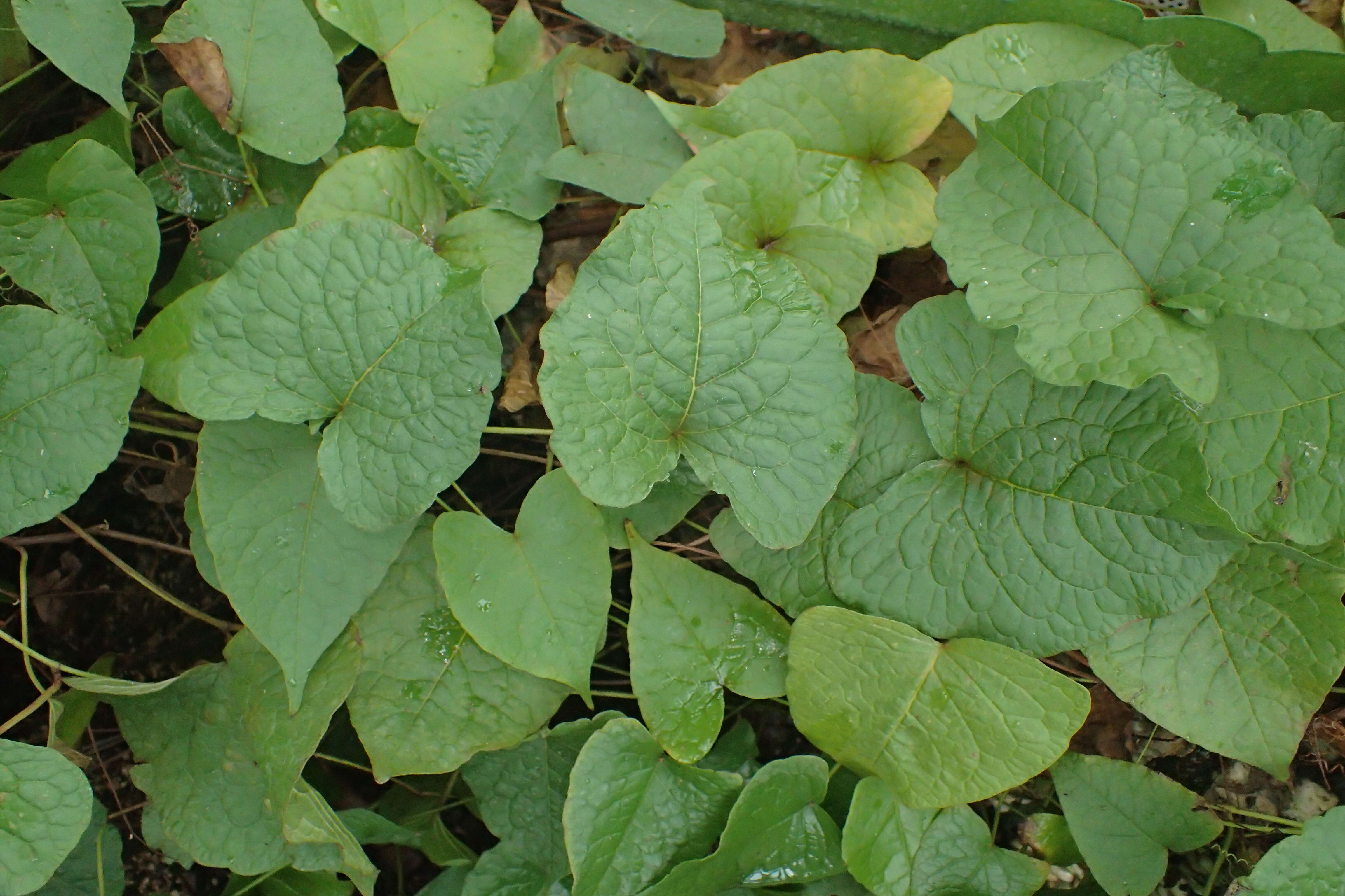 Image of antigonon