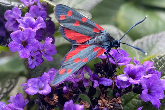 Image of Zygaena ephialtes Linnaeus 1767