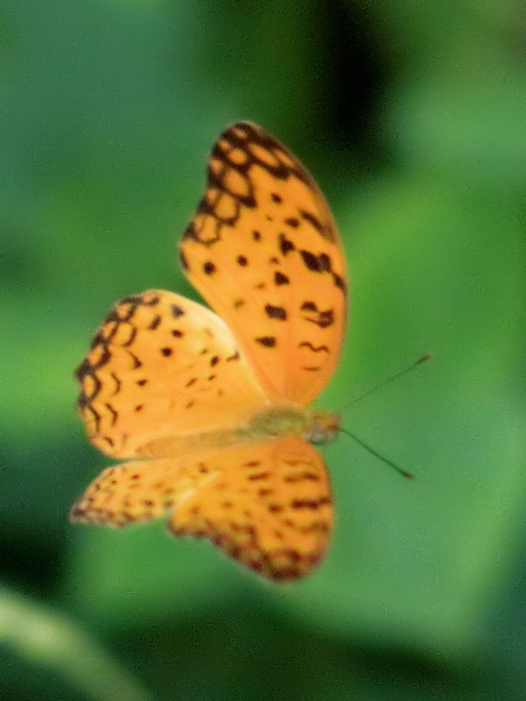 Image of Common Leopard