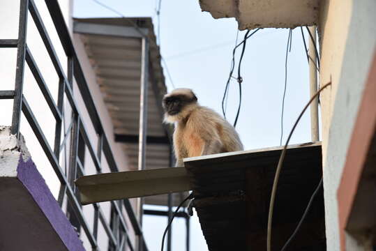 Image of Dussumier's Malabar Langur