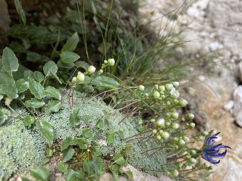 Sivun Saxifraga squarrosa Sieber kuva