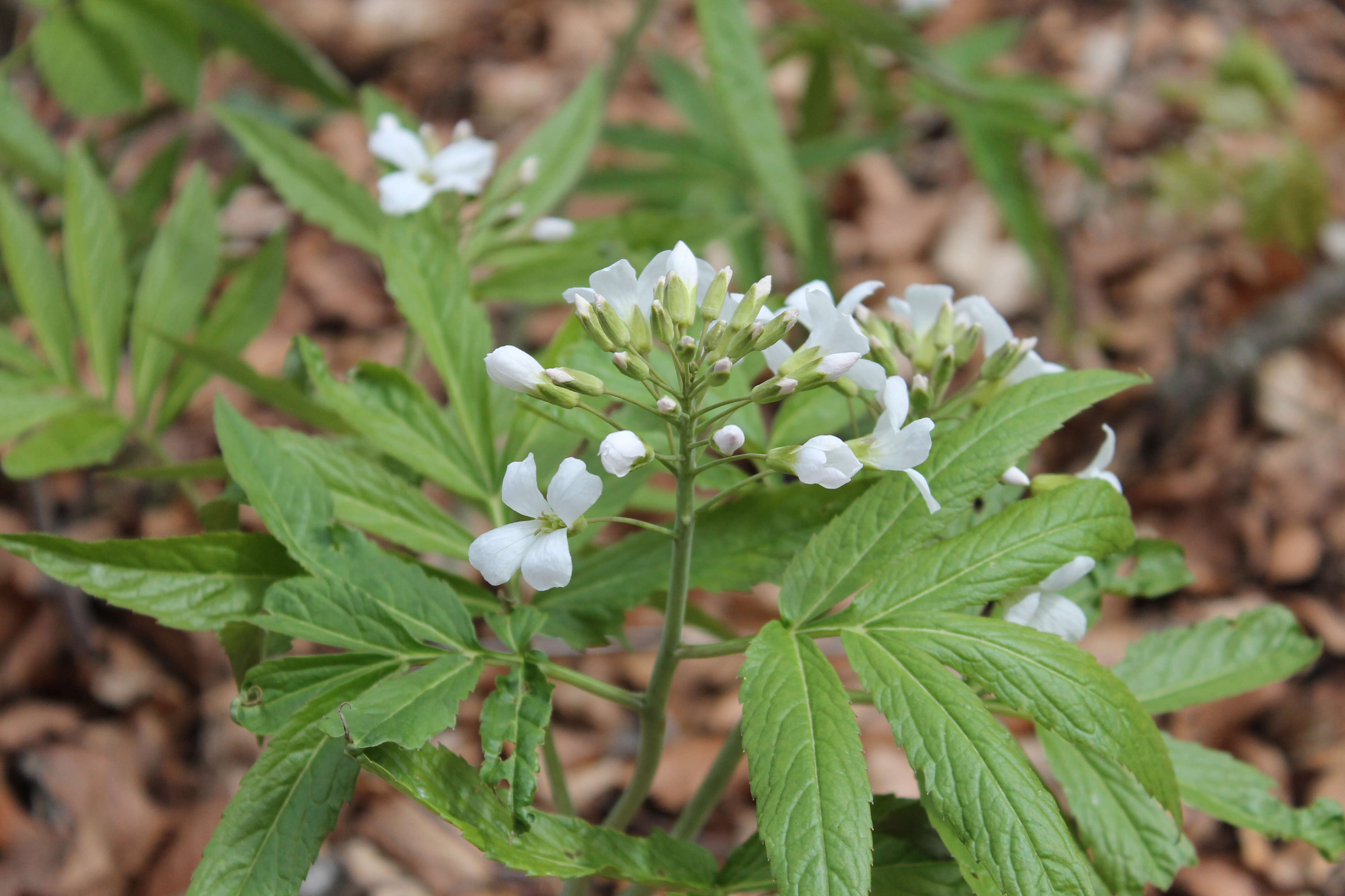 Image of Pinnate Coralroot