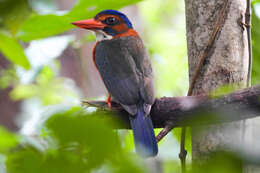 Image of Blue-headed Kingfisher