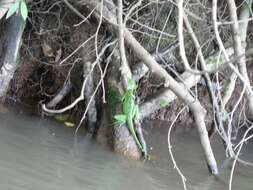 Image of Green Basilisk