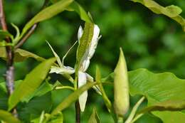 Sivun Magnolia tripetala (L.) L. kuva