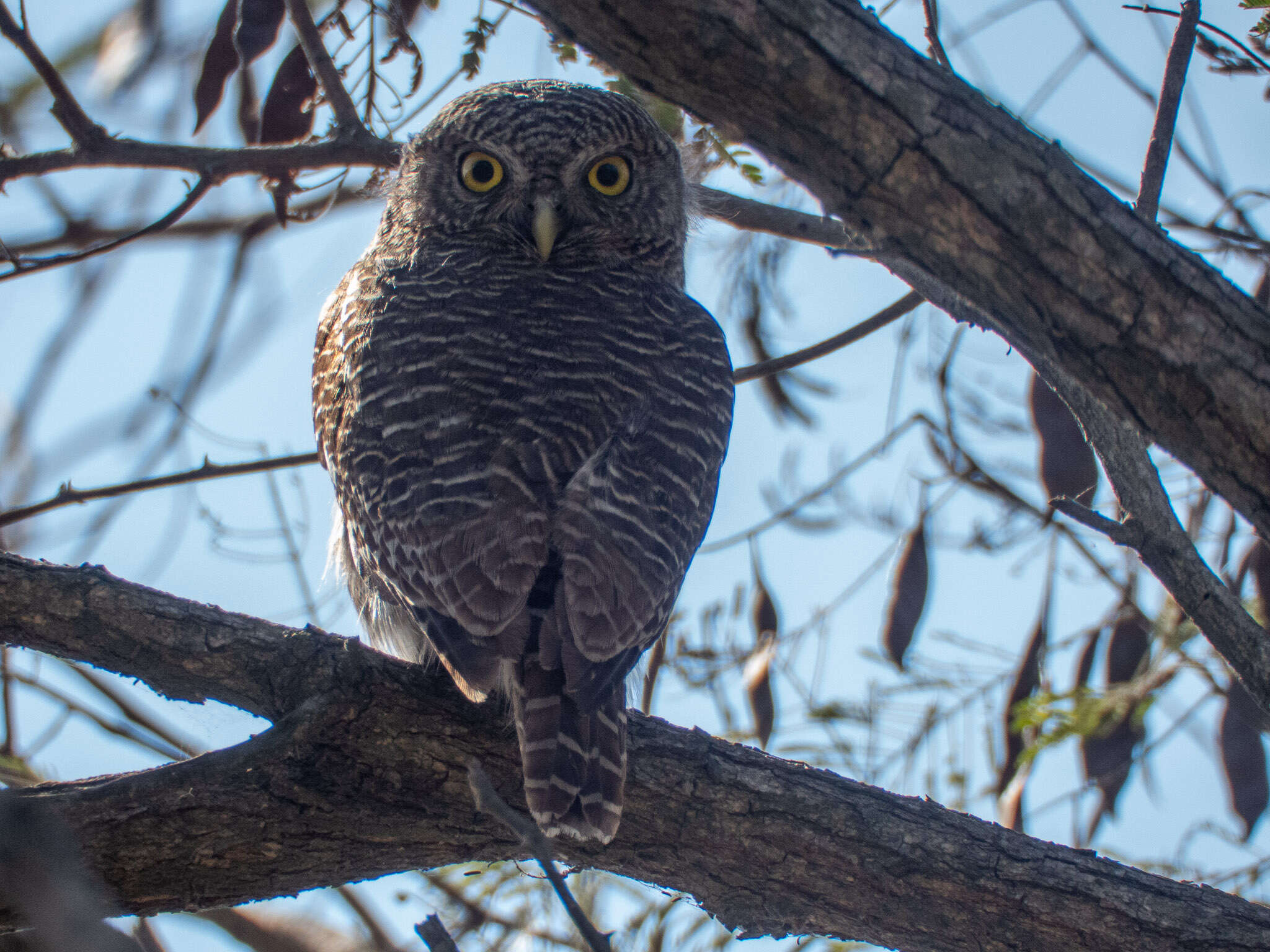 Image of Asian Barred Owlet