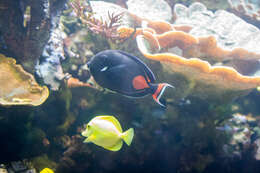 Image of Achilles Tang