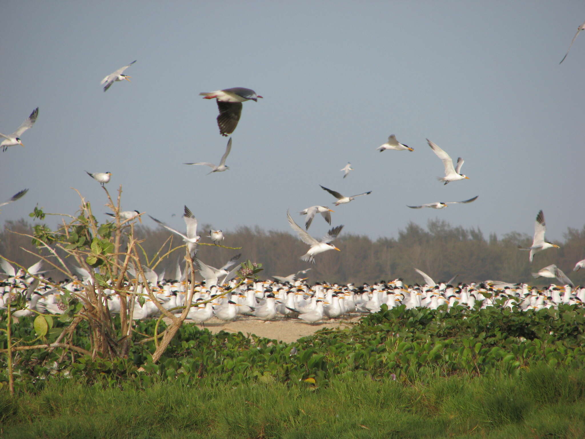 Image of West African Crested Tern