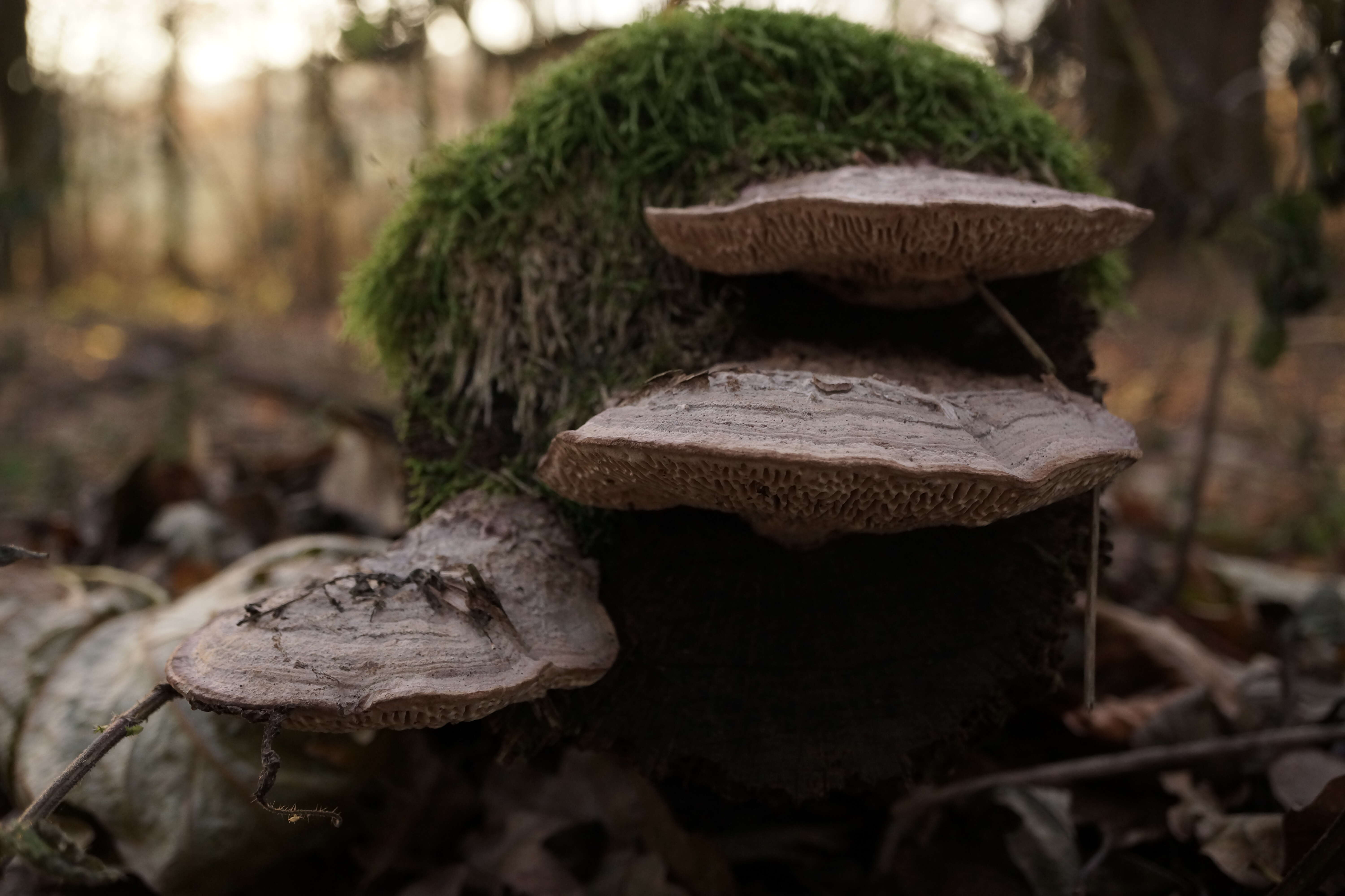 Image of Honey Fungus