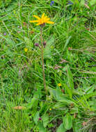 Image of mountain arnica