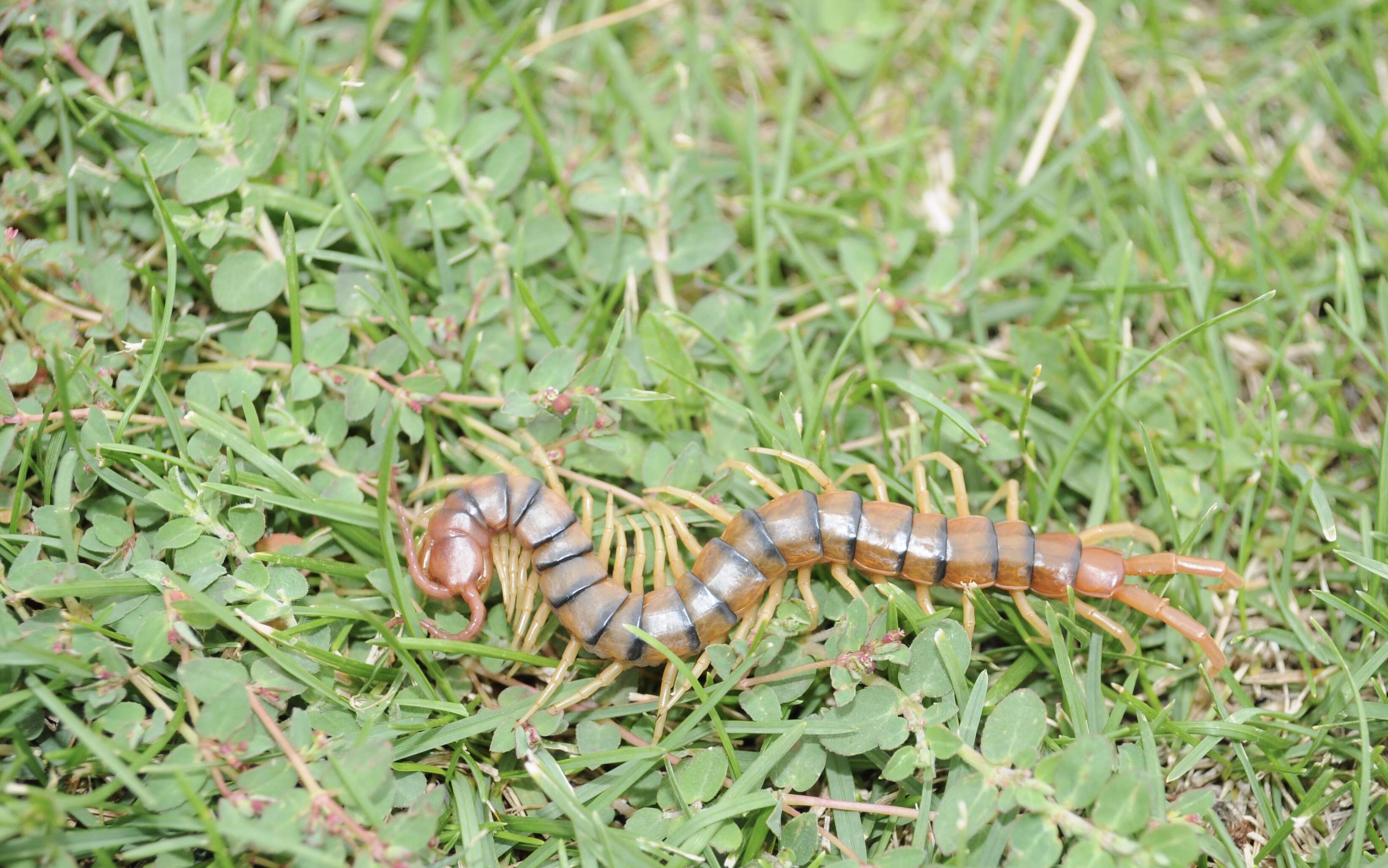 Image of Common Desert Centipede